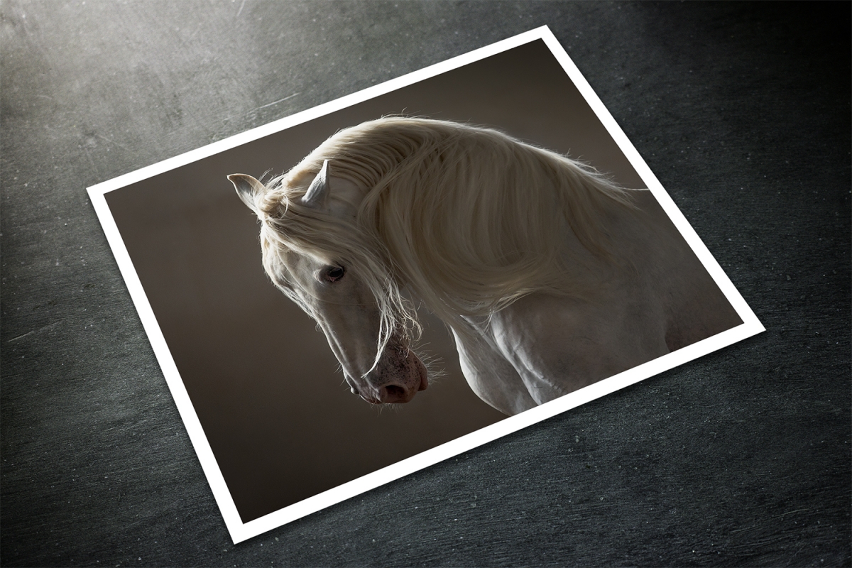 DaVinci Katarzyna Okrzesik Miko ajek EQUINE PHOTOGRAPHY
