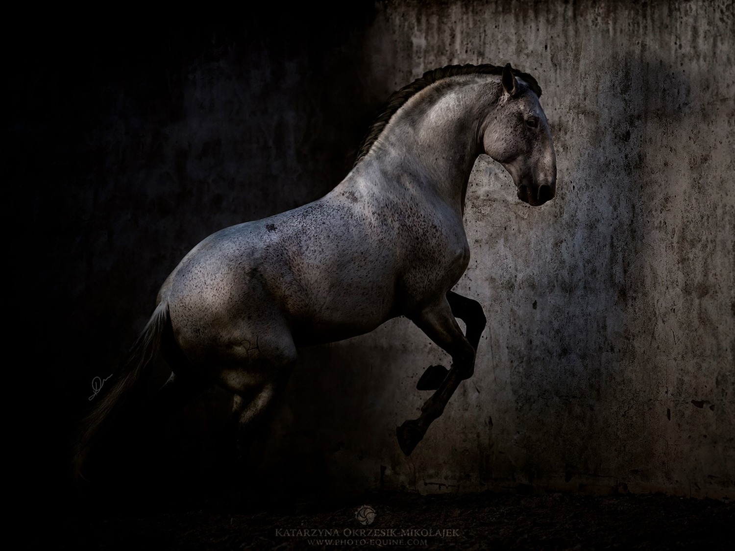 Kanthaka | Katarzyna Okrzesik-Mikołajek EQUINE PHOTOGRAPHY